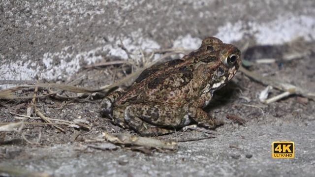 Sony FDR AX53 night shooting in 4K with Newer fill light 176 /216 LED смотреть онлайн