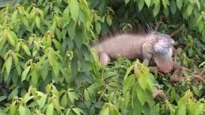 Полосатый марлин, парусник, дорадо и панцирная щука