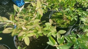 ЖИМОЛОСТЬ. Отвечаю на ваши вопросы по выращиванию.