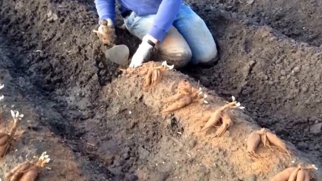 How to plant Peonies by hand? - www.peonyshop.com смотреть онлайн