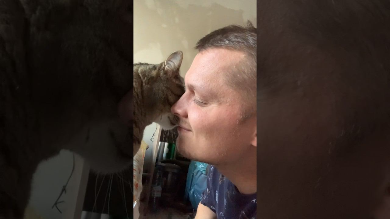 А как вас встречают с работы ваши котики и собачки ? мурлыканье и милота смотреть онлайн