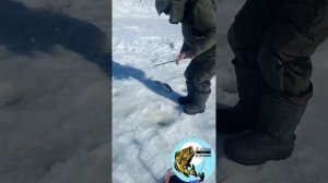 Клёвая рыбалка в Лёдово