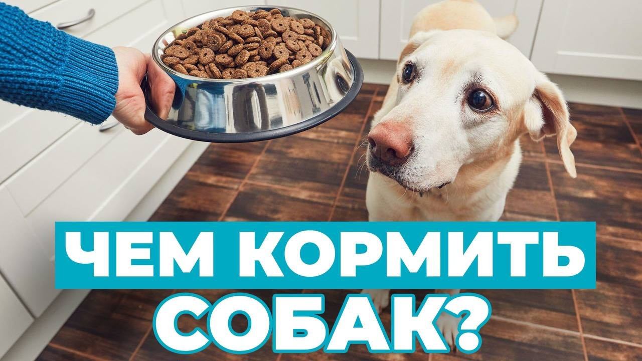 Полное руководство по питанию собак: советы экспертов школы "ЛавГав" смотреть онлайн
