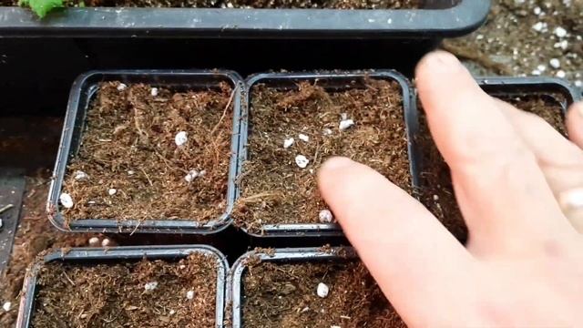 Укоренились черенки ампельной вербены 100%. смотреть онлайн