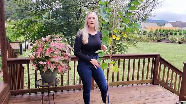 Planting An Avondale Redbud Tree - Cercis Chinensis 'Avondale' | Fall Planting 2021