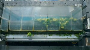 формула  еды  20.01.2024  Чем полезна брокколи