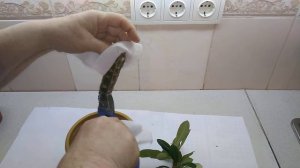 Размножаем молочай беложилковый или эуфорбию черенками.//euphorbia belozhilkovy//