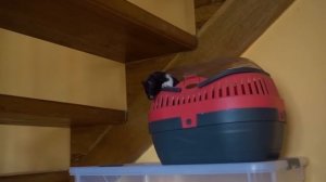 Уборка у новорожденных хомячков. Страшно.