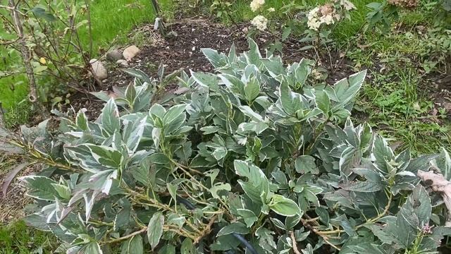 ГОРТЕНЗИЯ ВАРИЕГАТНАЯ LIGHT-O-DAY ОКРАШИВАЕТ ЛИСТЬЯ 30.09.22. смотреть онлайн