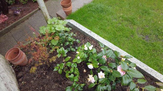 camellia blossom through spring snow and shady garden bed planting смотреть онлайн
