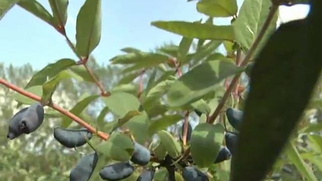 Рубрика "ЗаДачник": первый урожай жимолости смотреть онлайн