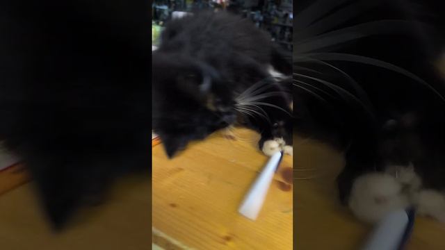 кот живет в строительном магазине. Kriff после утренней кормежки смотреть онлайн