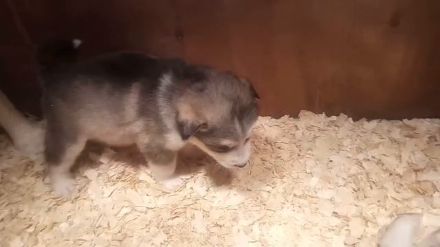 Щенки аляскинского маламута помет 03.01.2017 (папа Мурат мама Бритни) смотреть онлайн