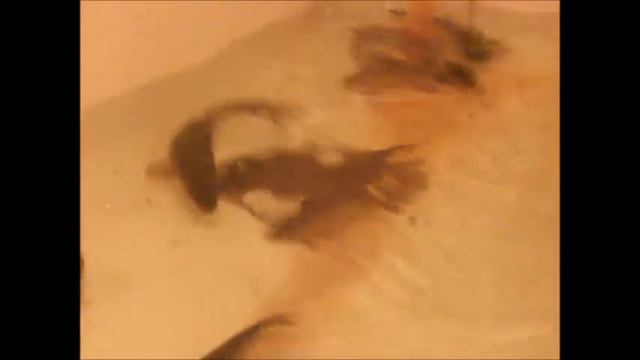 КАРАСЬ смотреть онлайн