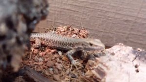 Ящерицы России #1. Ящерицы обитающие в России !  Прыткая ящерица, живородящая ящерица.