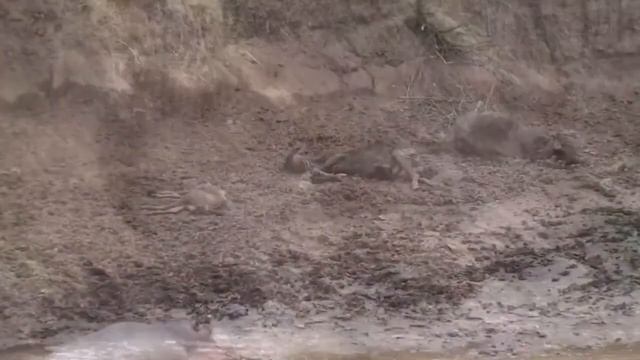 Прайд Львов против Антилопы Гну. Крокодил против антилопу Гну. смотреть онлайн