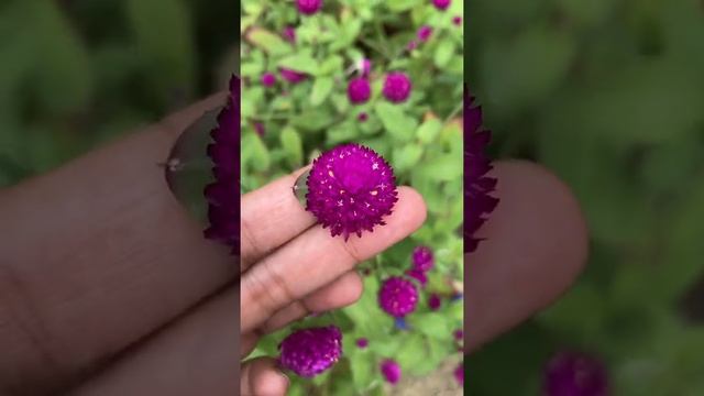 Gomphrena purple || Beautiful Flower ? ?? смотреть онлайн