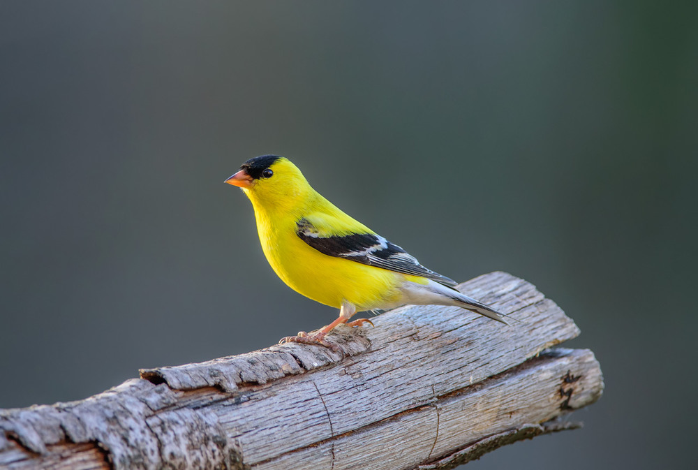 Обзор ловли певчих птиц от 17.11.23 смотреть онлайн