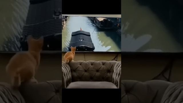 жалко однако котиков 😺🥺😥 смотреть онлайн