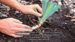 Особенности весенней пересадки ирисов