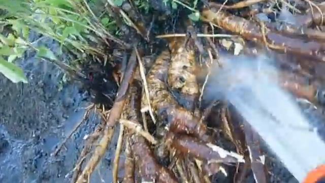 как пересадить пион смотреть онлайн