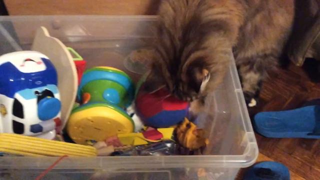 Досуг мейн-куна смотреть онлайн