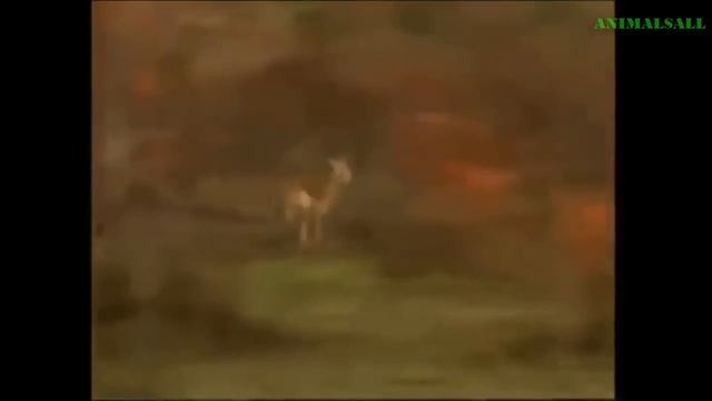 Дикие животные атаки#1  ❇ Павианов Сохранить олень От леопард ГиенаПомощь олень