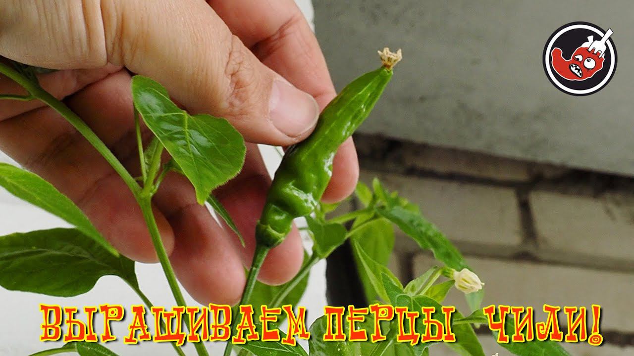 Жарим крапиву. Ну и про высаженные перцы, конечно.