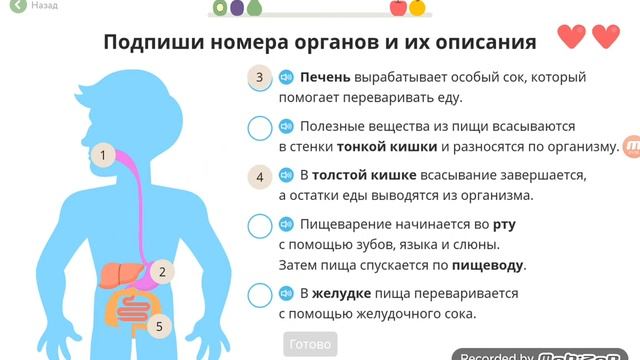 Урок. Окружающий мир. Пищеварительная система. Uchi.ru смотреть онлайн