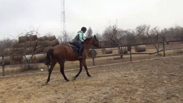 Обучение лошади. Первые прыжки.Horse training. First jumps. смотреть онлайн