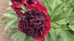 Пион Черномор