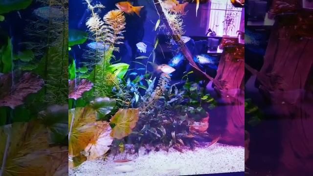 aquascape dutch fishtank. смотреть онлайн