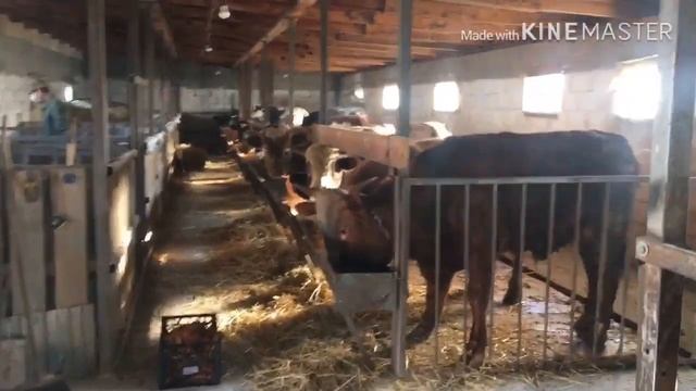 Кормим морковкой Быков смотреть онлайн