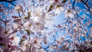 Истории из жизни. Добрая душа. Жизненные истории. Интересные истории. Душевные истории. Аудиорасска