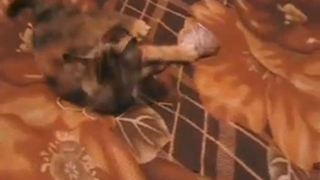 14.06 .16. ...электровеник смотреть онлайн