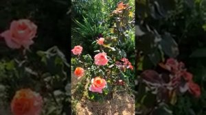 Роза Рене Госинни