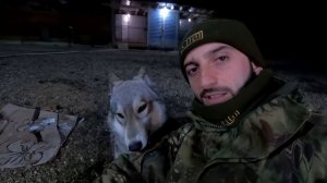 Волкособ Аяврик не подпускает к себе. Обнимашки с Луной и Колобком. Питбули драгон лайф.
