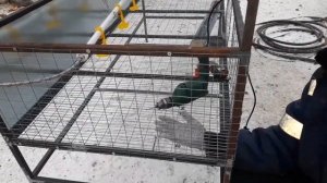 Самая лучшая клетка для бройлеров