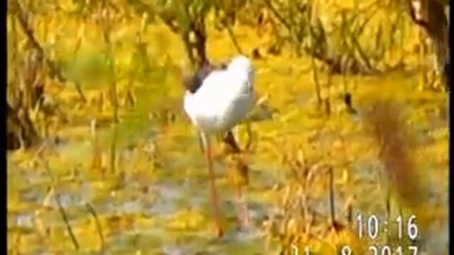 РЖАНКООБРАЗНЫЕ: ХОДУЛОЧНИКИ(шилоклювковые) И ФИФИ(бекасовые) смотреть онлайн