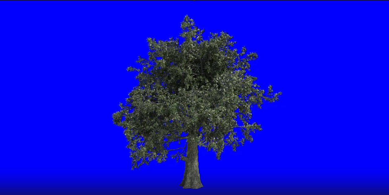 Бесплатный Футаж Дуб Растёт - Анимация Роста Дерева Хромакей смотреть онлайн