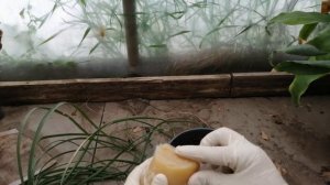 Нолина: экспериментальная обрезка и попытка укоренения верхушки