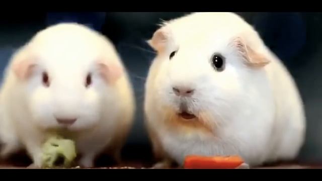 Грустная морская свинка. смотреть онлайн