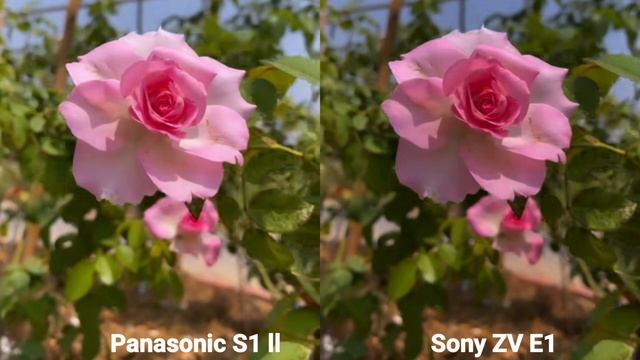 Panasonic S1 ll vs Sony ZV E1 camera test Comparison смотреть онлайн