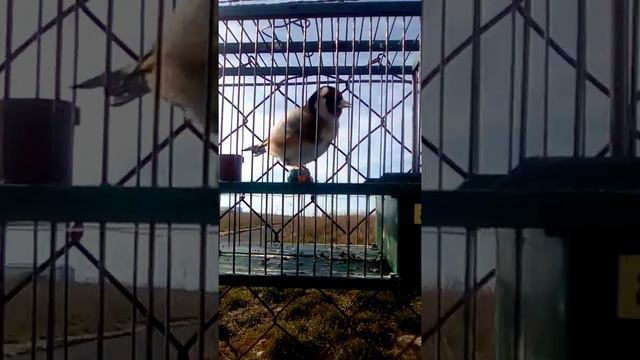 Soleando a fandango ( equipo el cordobés) смотреть онлайн