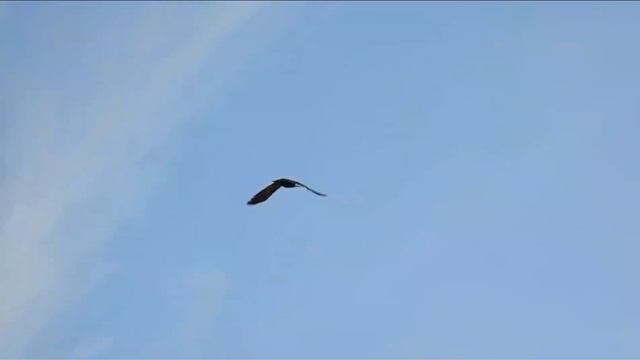 ИЛИ, Тамгалы Тас, 1 мая 2023 смотреть онлайн