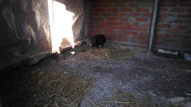 Вьетнамский кабанчик смотреть онлайн