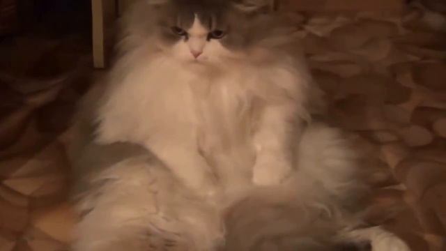 Пуня, ты белье погладила? (кошка прикол)