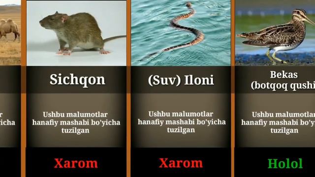 📹 В исламе мясо - это халяль и харам /Islomda Goʻshti Halol Va Xarom Hayvonlar