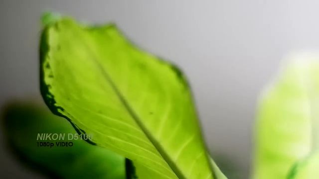 Nikon D5100 Video Quality смотреть онлайн