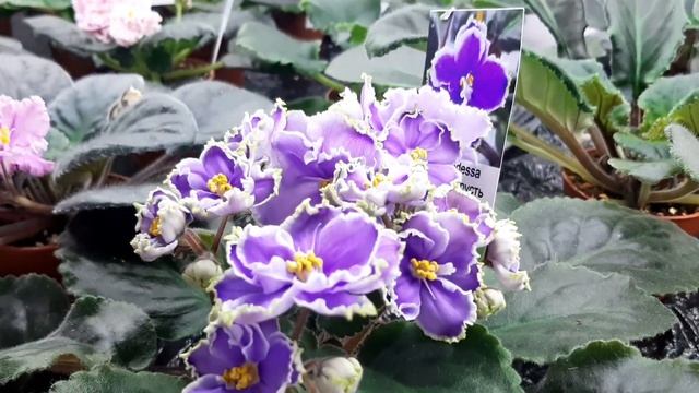 Магазин фиалок в Одессе. Там где живёте любовь ?? смотреть онлайн